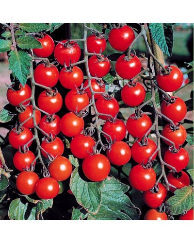 Tomate Cherry Principe Borghese